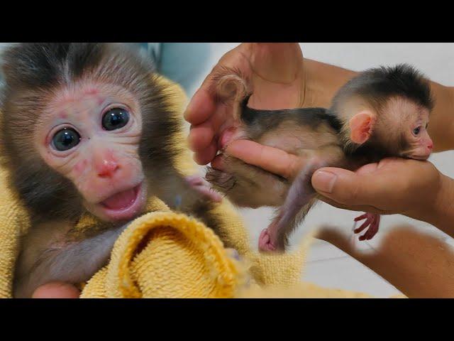 Waahh so small, just palm wide, this newborn baby monkey has a lot of red spots on the face