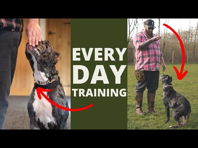 5 Dog Training Exercises You Should Do EVERY DAY At Home!