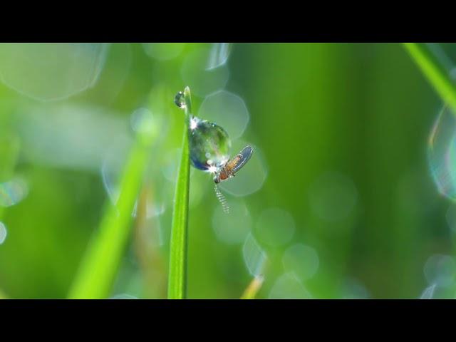 Small fly on water droplet