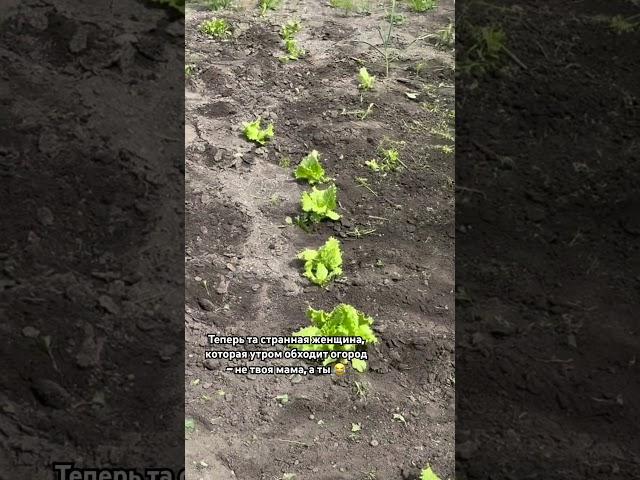 О переезде в деревню ️