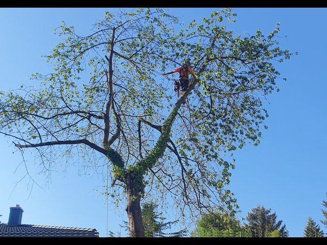 Kirschbaum Fällung mit Speedline