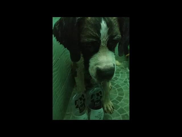 Saint Bernard taking a bath!