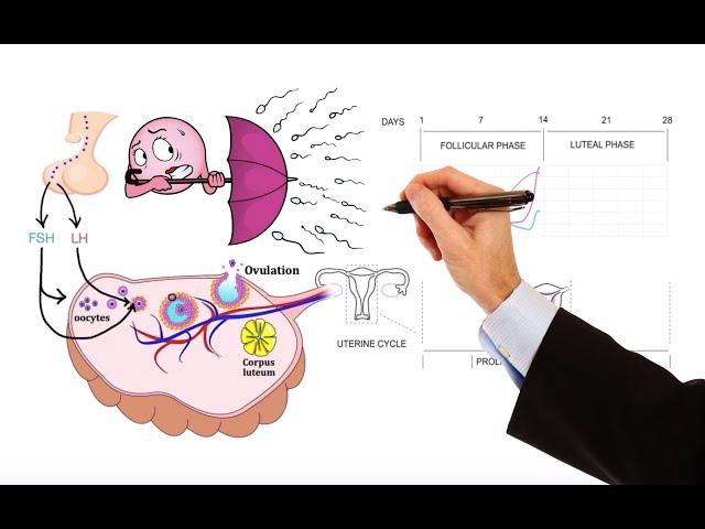 Pharmacology – MENSTRUAL CYCLE AND HORMONAL CONTRACEPTIVES (MADE EASY)