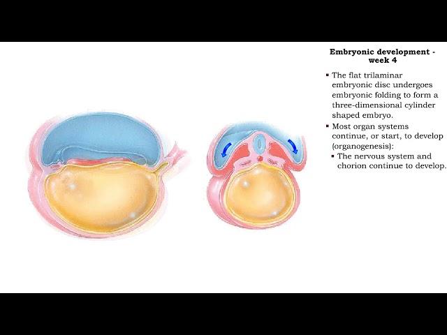 Embryonic development - Week 4