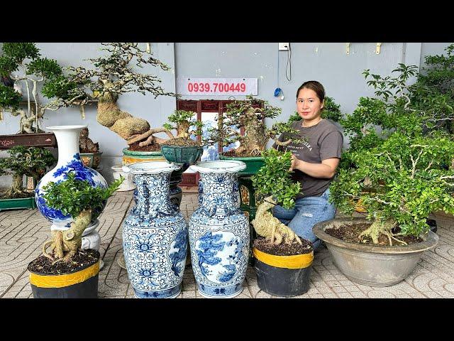 An bonsai 16/6 #0939700449 xả hàng rút vốn lô cây cảnh đa dạng và một số món đồ trang trí