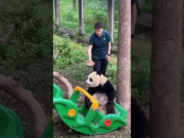 爱爱翻车了，有点丢熊哦！ #panda #大熊貓