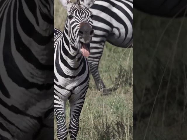 Como soa uma zebra/How does Zebra Sound #zebra #animal #wildlife #safari #africa #cuteanimals