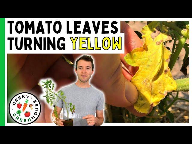 Tomato Leaves Turning Yellow? How To Fix It Fast - Geeky Greenhouse