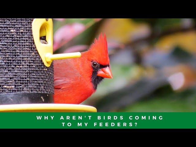 Why Aren't Birds Coming To My Feeders?