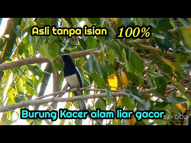 Burung Kacer alam liar gacor cocok untuk pikat