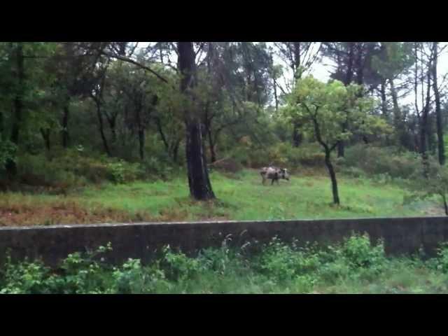 Cochonglier en Provence