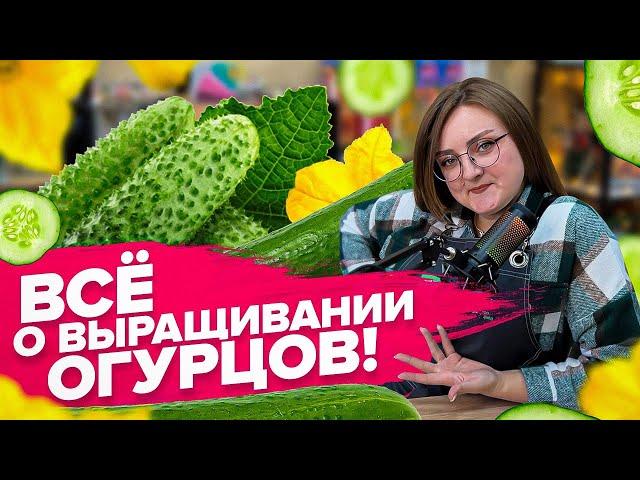 КАК ВЫРАСТИТЬ ОГУРЦЫ?! От А до Я