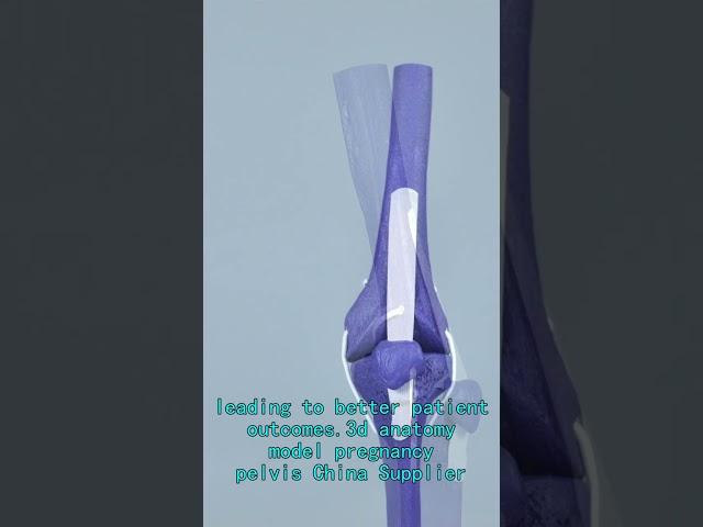 shoulder model China wholesaler,3d pelvic floor model China wholesaler,medical demonstration models.