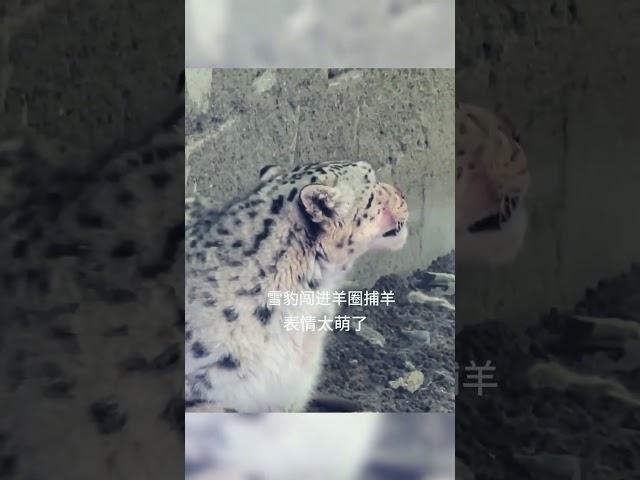 高原雪豹进村捕羊！表情又帅又萌 #animal 【跟着图尔去旅行】