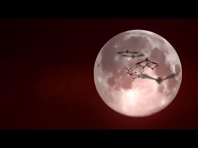scary bats fly on full moon