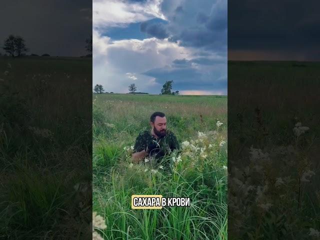 ЛУЧШИЙ ПРИРОДНЫЙ АНТИБИОТИК!#фитотерапия #диабет #иммунитет #таволга #лабазник #шортс  #фитоаптека