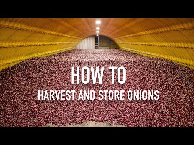 Amazing How We Harvest And Store Onions In The Farm - ShayFarmKid Series, Episode 4 Owyhee Produce