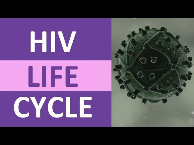 HIV Life Cycle Stages (Steps) Explained