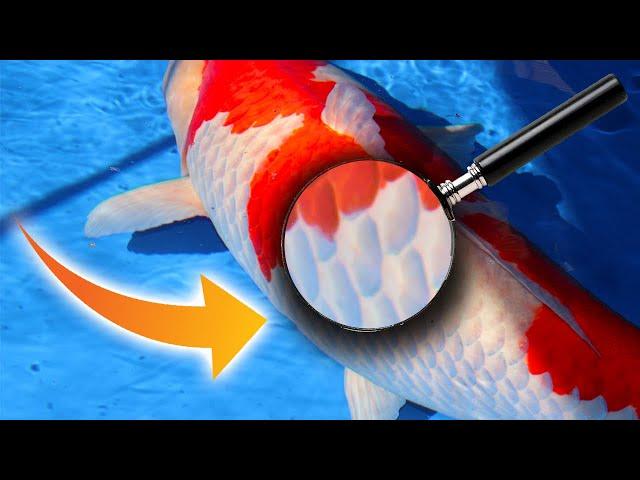 7 SECRETS how to SELECT A NEW KOI FISH for your POND