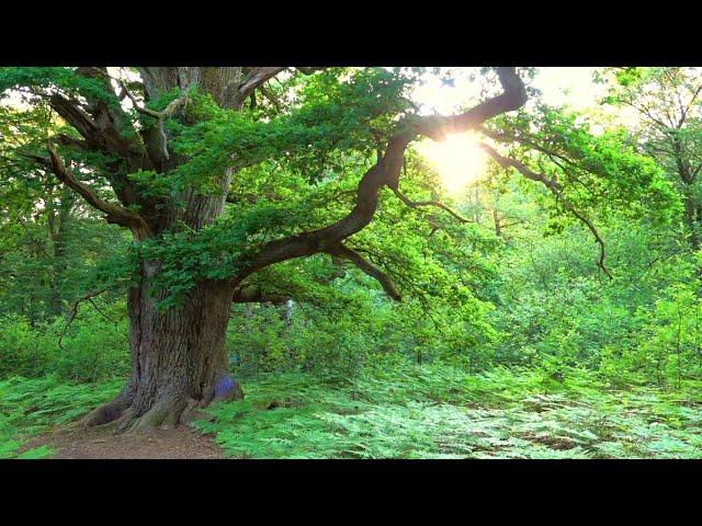 Nightfall in Ancient Oak Forest - Sababurg - Germany