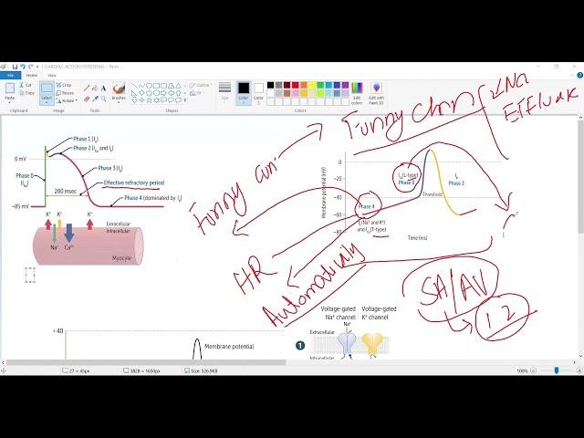 Antiarrhythmic drugs/Myocardial action potential/Pacemaker action potential(Cardiology USMLE STEP 1)