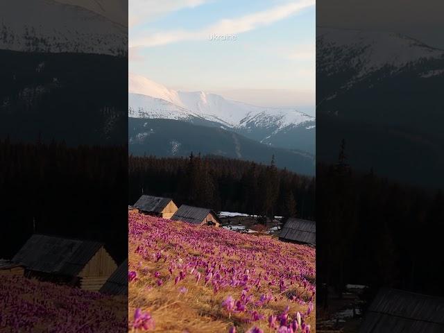 Beautiful evening in Ukrainian Carpathians last weekend #ukraine