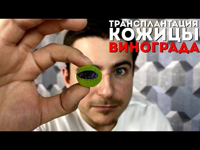 Микрохирургия на виноградинке | Fruit surgery | Трансплантация кожицы винограда | Тренировка хирурга