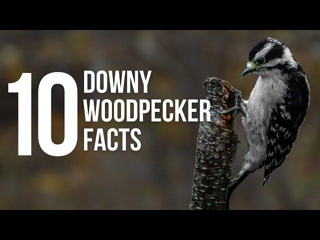 10  Downy Woodpeckers Facts