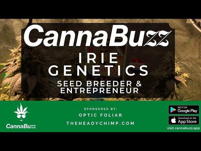 Cannabis Seed Breeding with Irie Genetics - Rasta Jeff on CannaBuzz LIVE