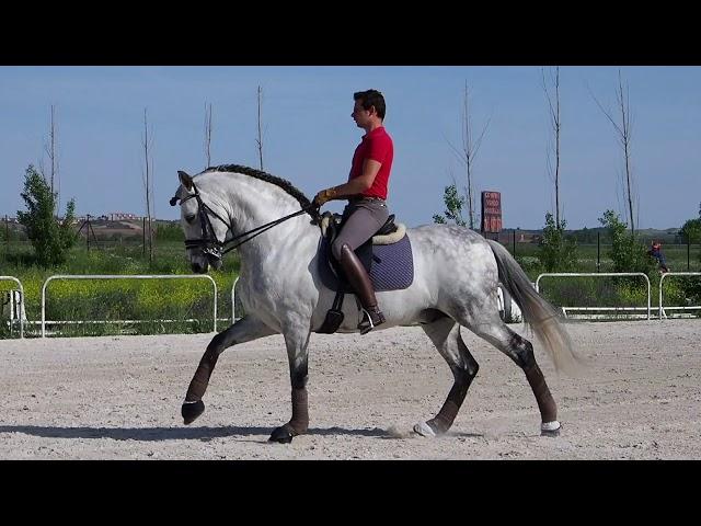 Iberian Horses - Dressage PRE and Lusitano horses