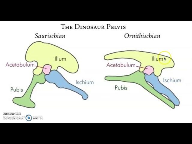 Screencast 2 - Ornithischian and Saurischian Dinosaurs