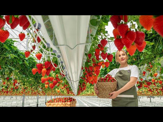 They Are Building A Greenhouse On An Empty Field For Growing Delicious Strawberries!