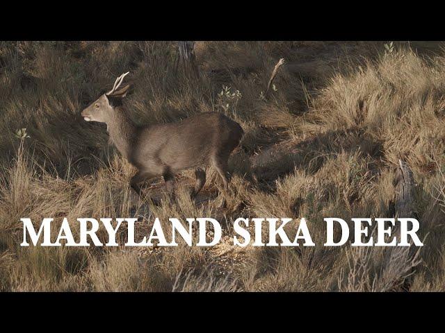 MARYLAND SIKA DEER HUNTING - THE GOOD OLD DAYS - SELF FILMED HUNT