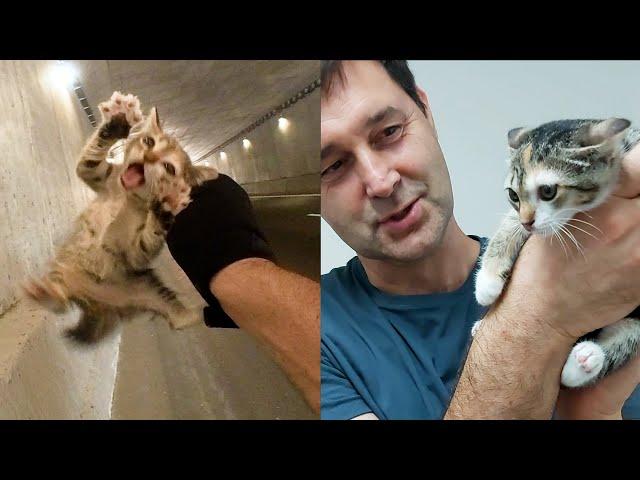 The story of a cat named Tiffany. Rescuing a kitten from a tunnel.