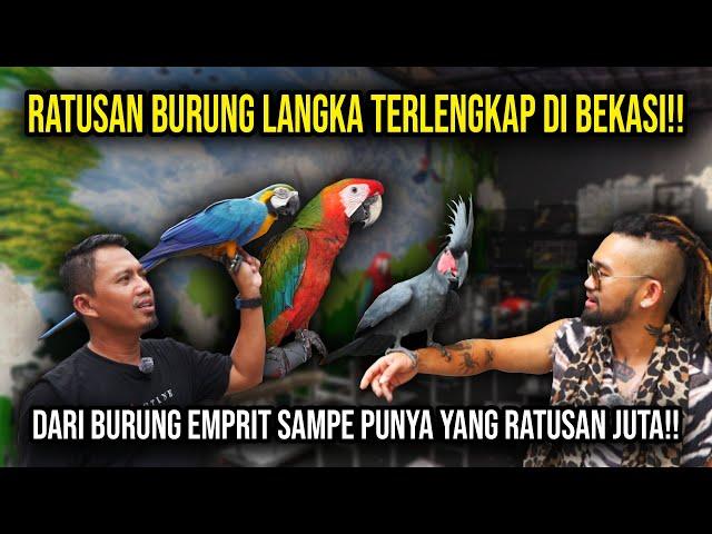 RATUSAN BURUNG LANGKA TERLENGKAP DI BEKASI!! DARI BURUNG EMPERIT SAMPE PUNYA YANG RATUSAN JUTA!!!