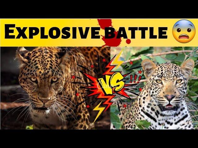 leopard vs jaguar who would win |leopard vs jaguar fight to death @OverloadedTv