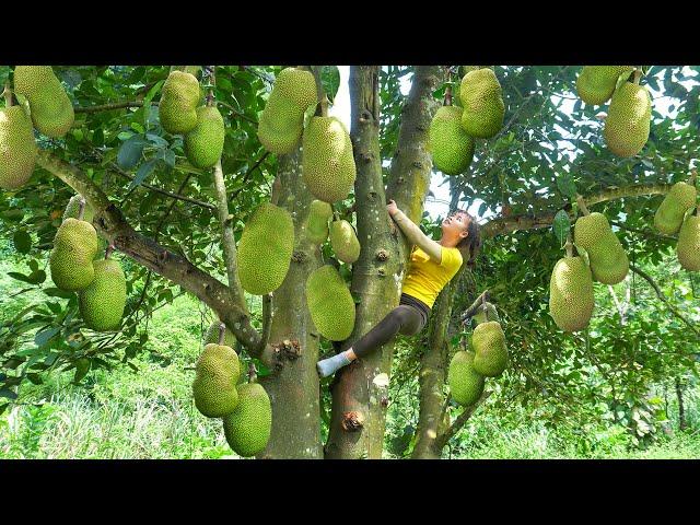 Harvesting A Lot Of Jackfruit Go To Countryside Market Sell - Take care farm animals