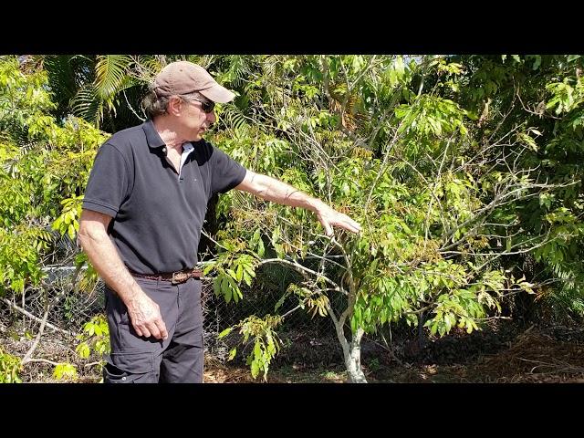 Two Rules of Thumb for Growing Lychee trees