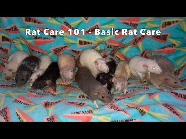 How to Care for Pet Rats