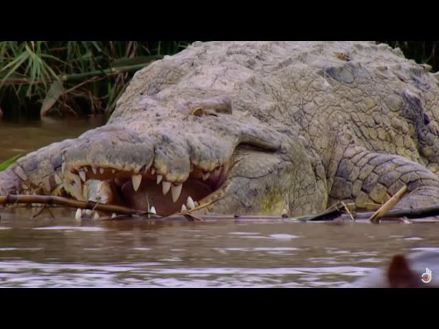 Burundi Deadliest Crocodile