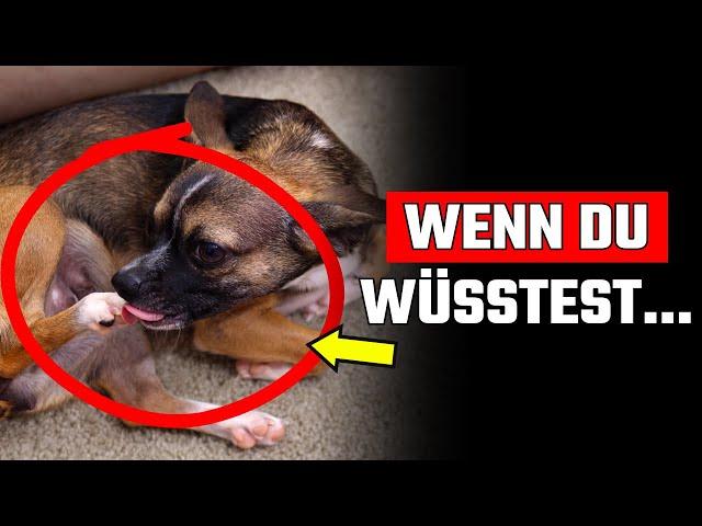 13 Anzeichen dafür, dass dein Hund dir etwas Wichtiges sagen will!