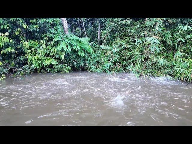 PENAMPAKAN BANYAK NYA IKAN HAMPALA MEMANGSA IKAN IKAN KECIL