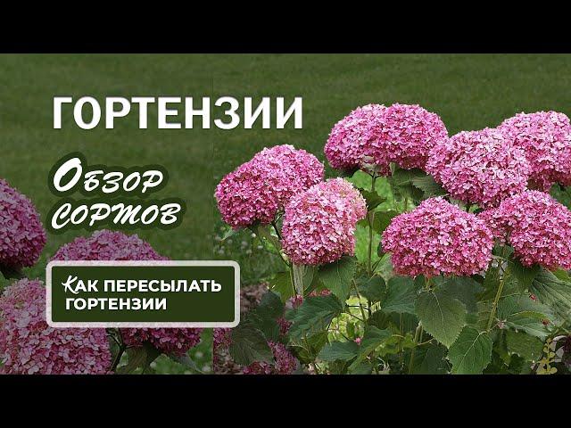 Гортензии. Обзор сортов. Как пересылать гортензии