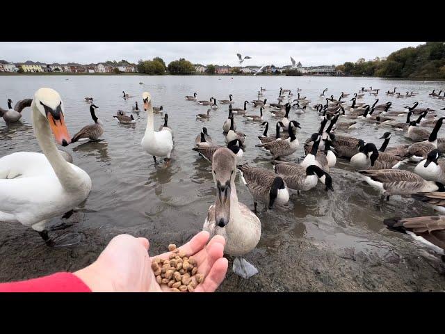 Hungry Wild Ducks, Swans, Geese Get Food! (THEY BITE)