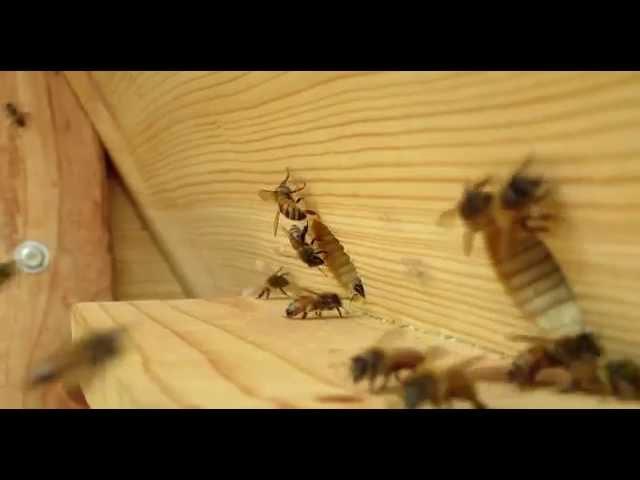 Man gets stung by bee!  Close up bee cam