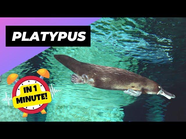 Platypus  The Animal With a Duck Bill and Beaver Tail! | 1 Minute Animals