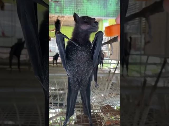 Scary Bats Eating Carrot #shorts