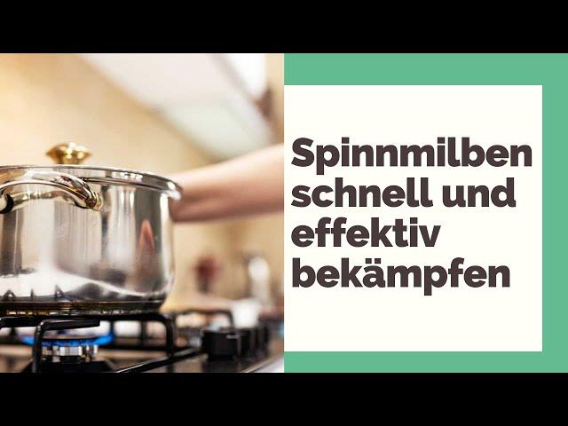 5 schnelle und effektive Methoden zum Spinnmilben bekämpfen