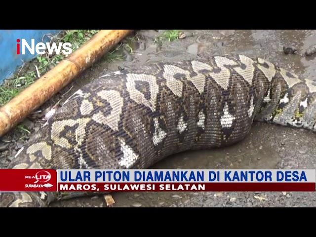 Penampakan Ular Piton 7 Meter di Kab. Maros Makan Anak Sapi - Realita 28/02