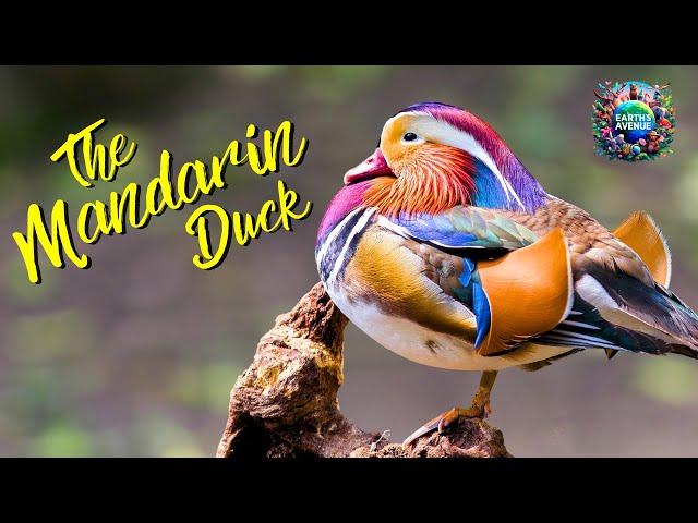 The 3-Minute Guide to Understanding MANDARIN DUCKS' Secret Lives